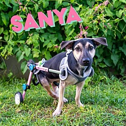 Photo of Sanya Guam Puppy Wheels UP