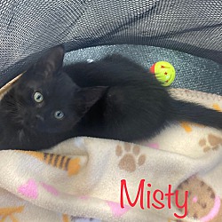 Thumbnail photo of Misty #1