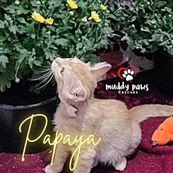 Thumbnail photo of Garden Variety Litter:  Papaya #3