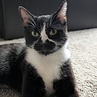 adopt a pet