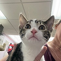 adopt a pet