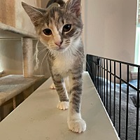 adopt a pet