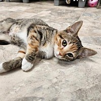adopt a pet