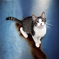 adopt a pet