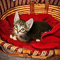 adopt a pet
