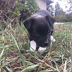 Thumbnail photo of Milo - Puppy! #3