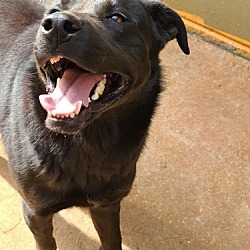 Athens-Limestone Animal Shelter in Athens, Alabama