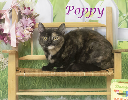 Photo of Poppy (C23-050)