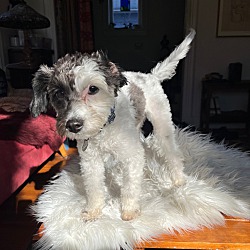 Photo of Molly