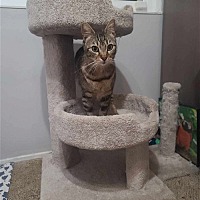 adopt a pet