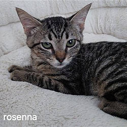 Thumbnail photo of Rosenna #2