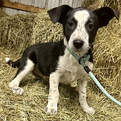 Thumbnail photo of Hayride Hazel #4