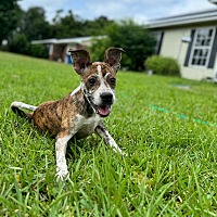 adopt a pet