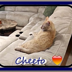 Thumbnail photo of CHEETO #4