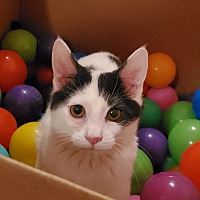 adopt a pet