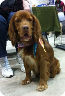 irish setter and cocker spaniel mix