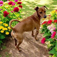 adopt a pet