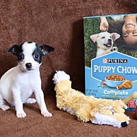 adopt a pet
