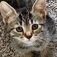 adopt-pet