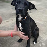 adopt a pet