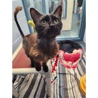 adopt-pet