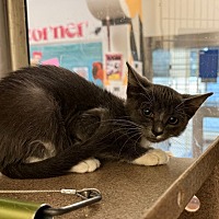 PRINCESS ABI - Domestic Shorthair available for adoption