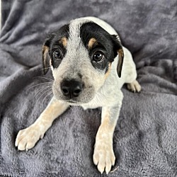 Photo of Blueberry