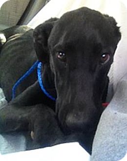 Columbus, OH - Great Dane. Meet De De a Pet for Adoption.