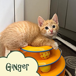 Photo of Ginger