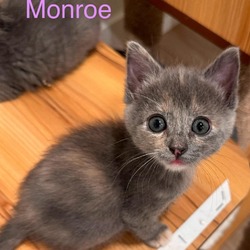 Photo of Monroe