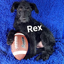 Photo of Rex (Rehoming Fee $200)