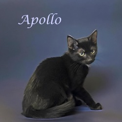 Thumbnail photo of Apollo (C24-139) #2