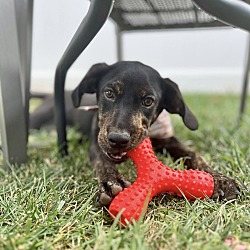 Thumbnail photo of BLAIR   19 POUND PUPPY   FALL FOCUS SPECIAL $185  FOSTERED IN NEW JERSEY #4