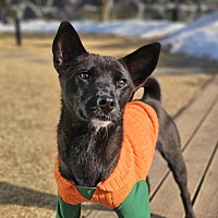 adopt a pet