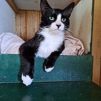 adopt a pet