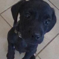 adopt-pet