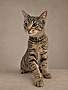32102 - Domestic Shorthair available for adoption