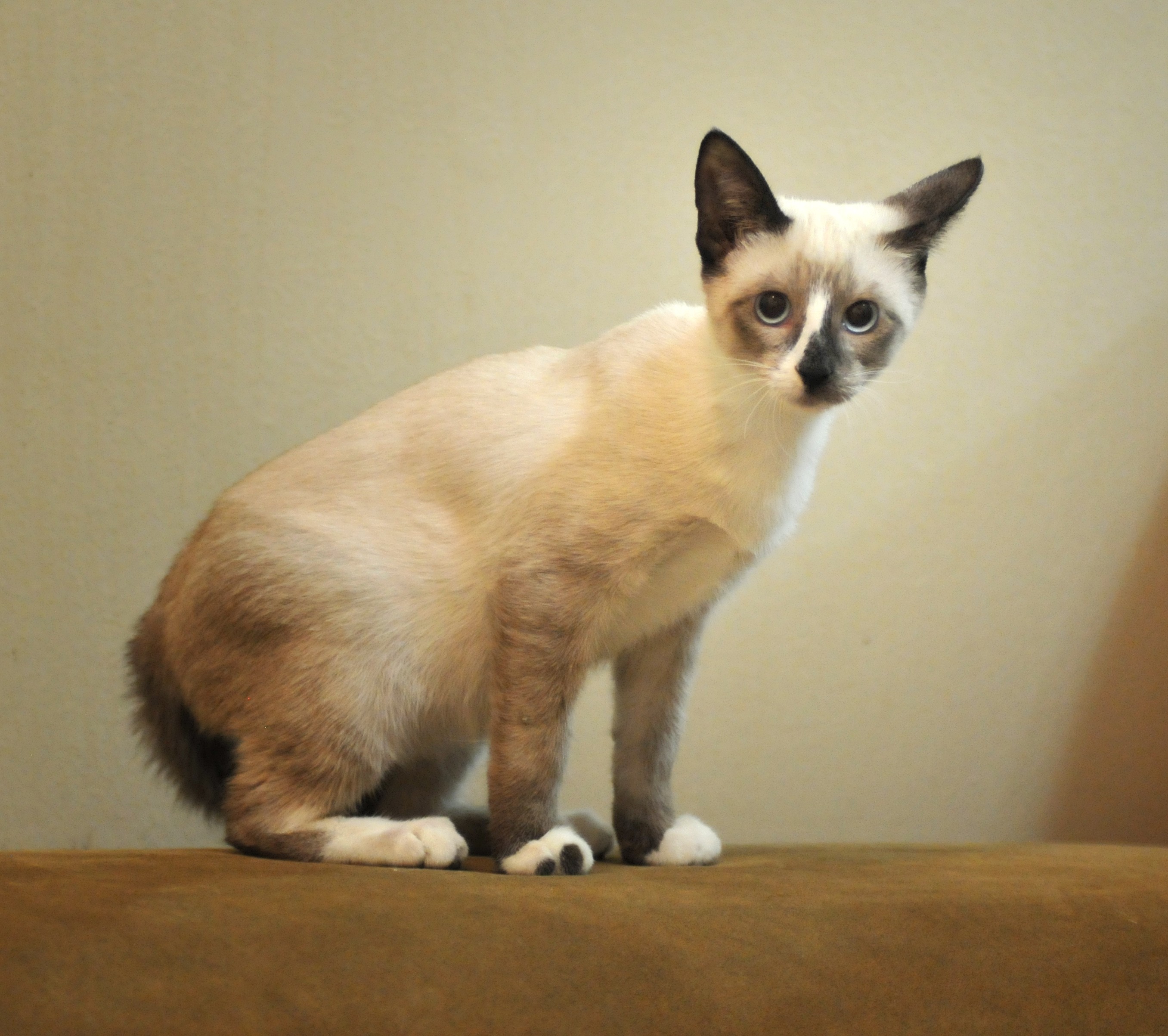 Bend, OR - Siamese. Meet Augustus a Cat for Adoption. Bend, OR - Siamese. Meet Augustus a Cat for Adoption.