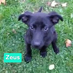 Photo of ZEUS