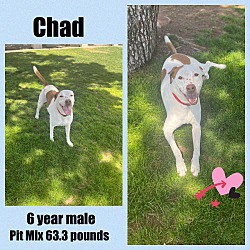 Photo of CHAD  - 6 YEAR POINTER MIX