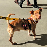 adopt a pet