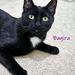 Thumbnail photo of Bagira #1