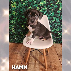 Photo of Hamm - AX