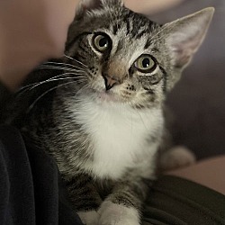 Thumbnail photo of FRITZ the Kitten #1