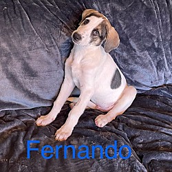 Thumbnail photo of Fernando #1