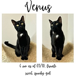 Thumbnail photo of Venus #1