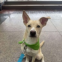adopt a pet