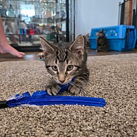 adopt a pet