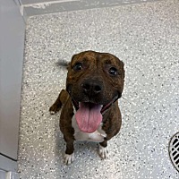 adopt a pet