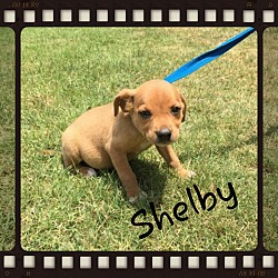 Thumbnail photo of Shelby (Pom Dc) #3